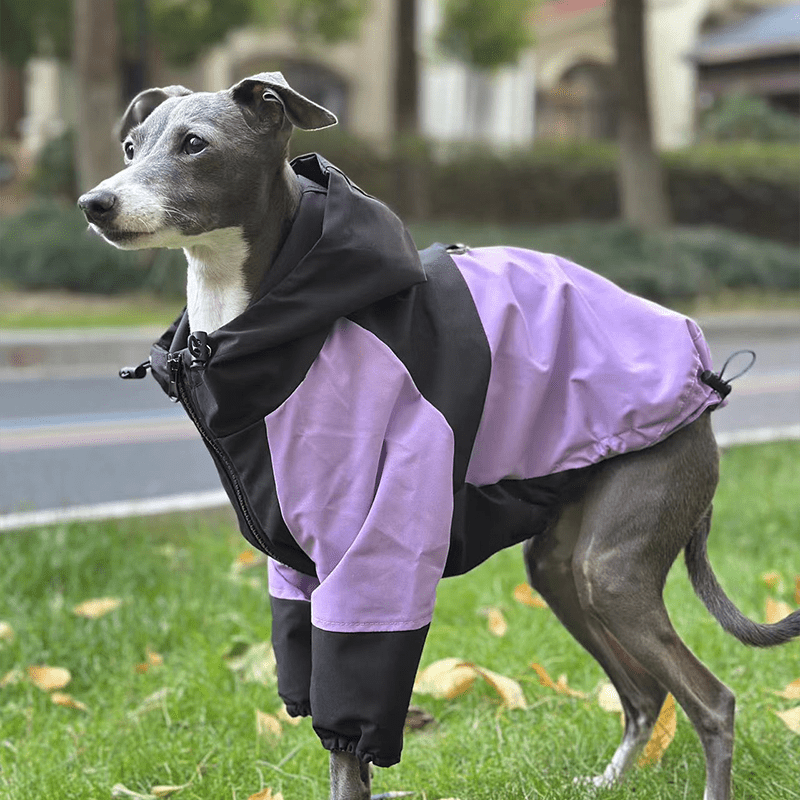 Lightweight Waterproof Italian Greyhound Raincoat