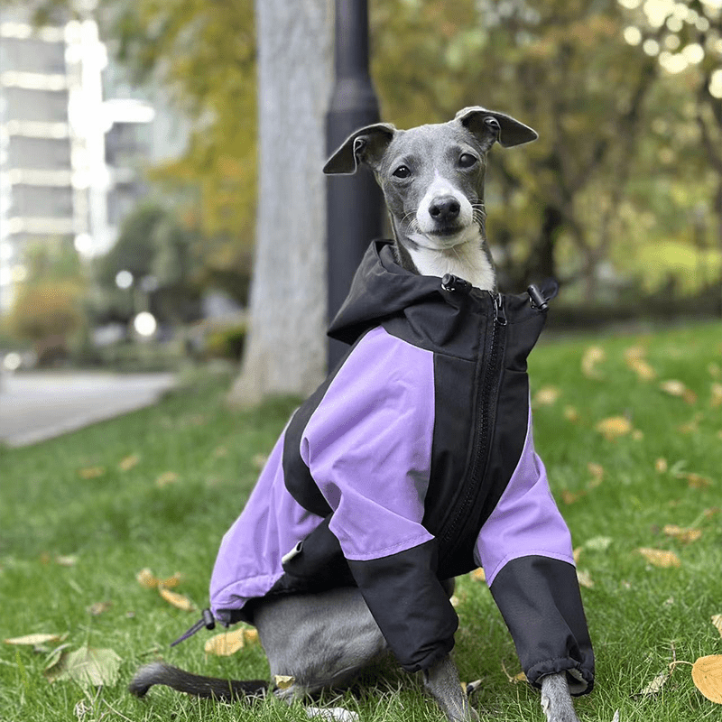 Lightweight Waterproof Italian Greyhound Raincoat