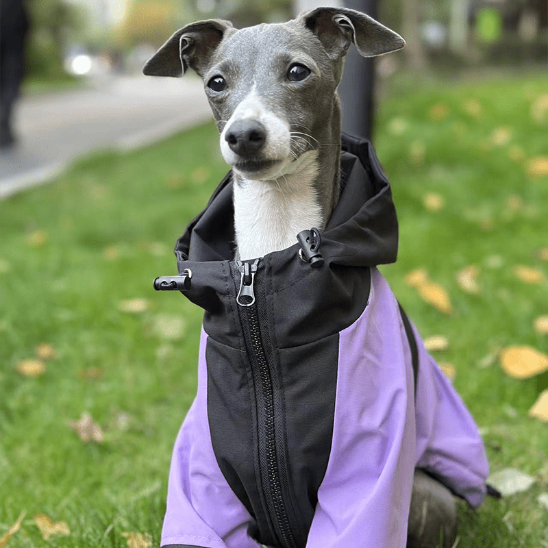 Lightweight Waterproof Italian Greyhound Raincoat