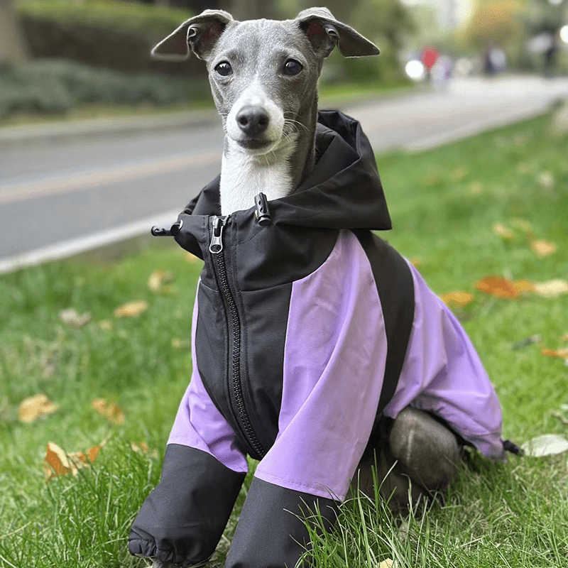 Lightweight Waterproof Italian Greyhound Raincoat