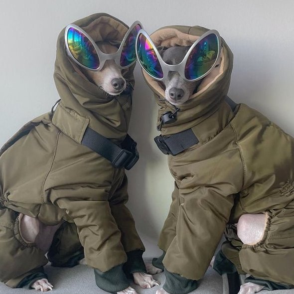 Warm Padded Italian Greyhound Coat