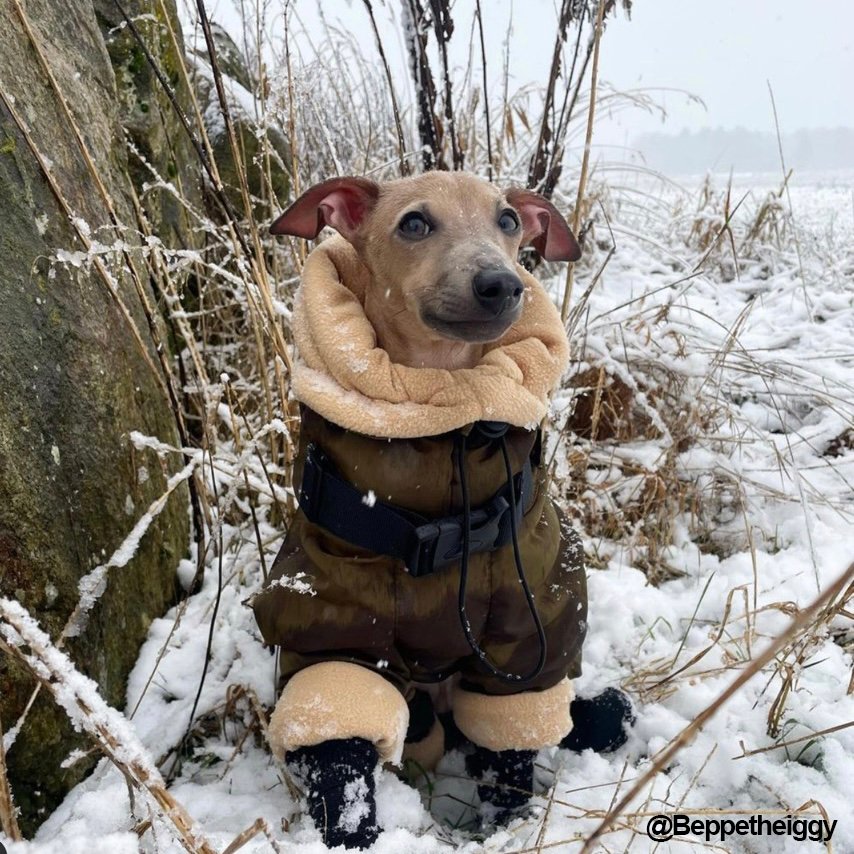 Warm Padded Italian Greyhound Coat