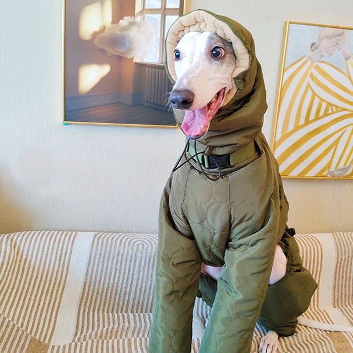 Warm Padded Italian Greyhound Coat