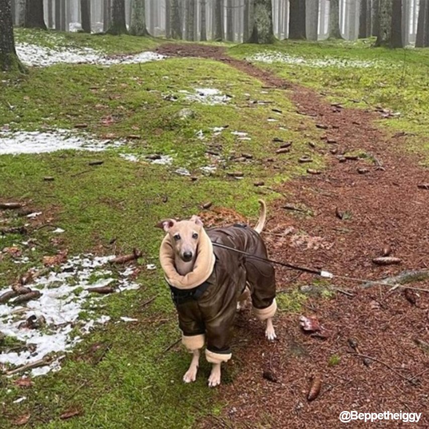 Warm Padded Italian Greyhound Coat