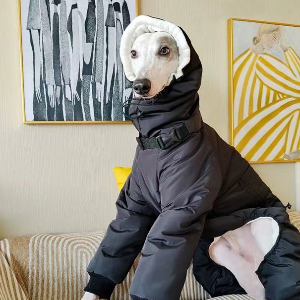 Warm Padded Italian Greyhound Coat