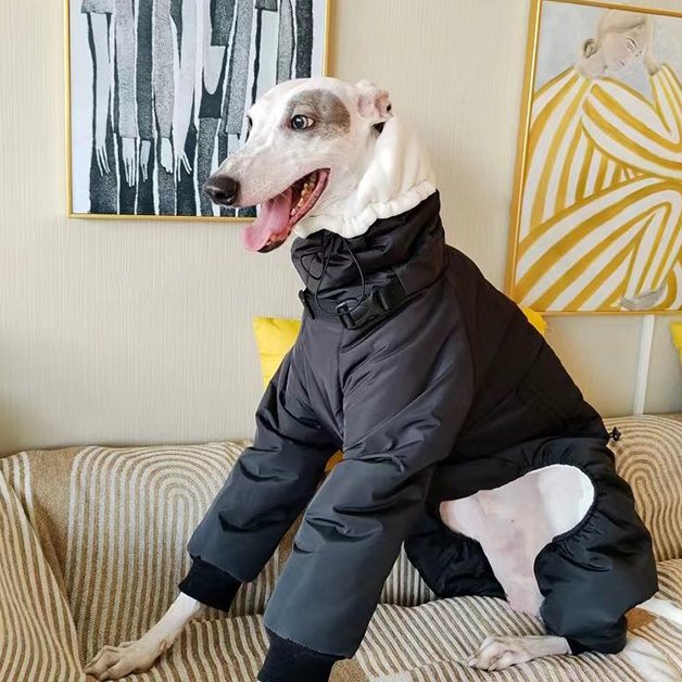 Warm Padded Italian Greyhound Coat