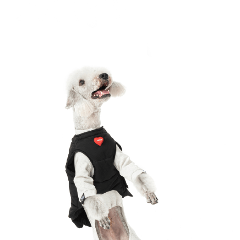 Winter Padded Italian Greyhound Dog Vest