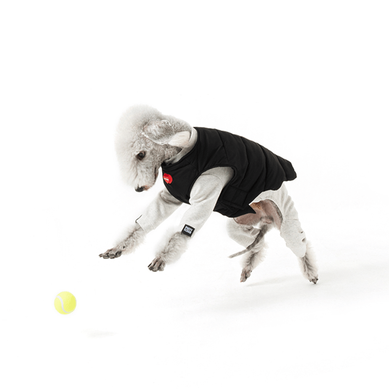 Winter Padded Italian Greyhound Dog Vest