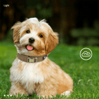 Personalized Anti Lost Dog Collar