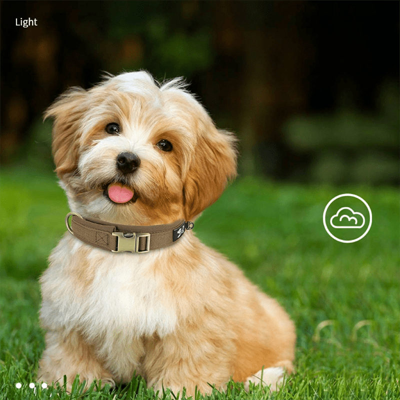 Personalized Anti Lost Dog Collar