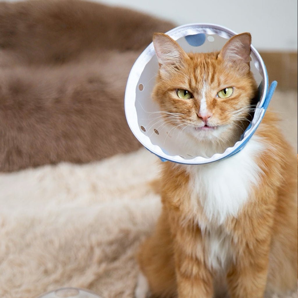 Lightweight Adjustable Dog Anti Bite Mask