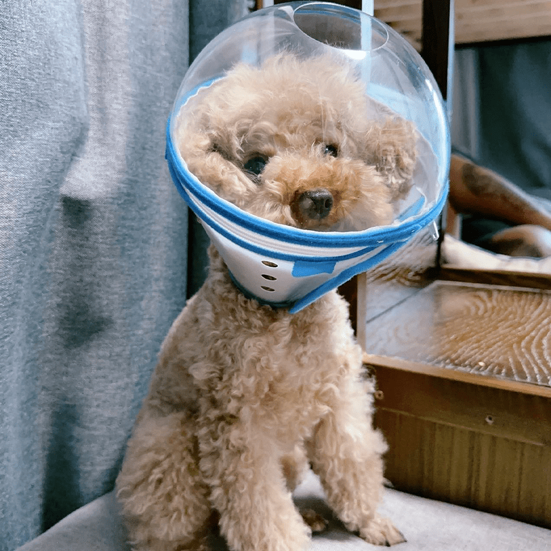 Lightweight Adjustable Dog Anti Bite Mask