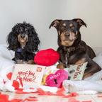 Plush Squeaky Dog Toy Valentine Gift