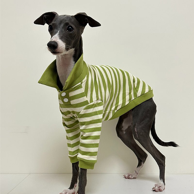 Comfortable Italian Greyhound Polo Shirt