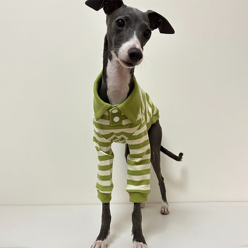 Comfortable Italian Greyhound Polo Shirt