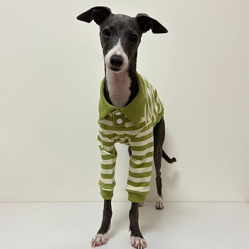 Comfortable Italian Greyhound Polo Shirt