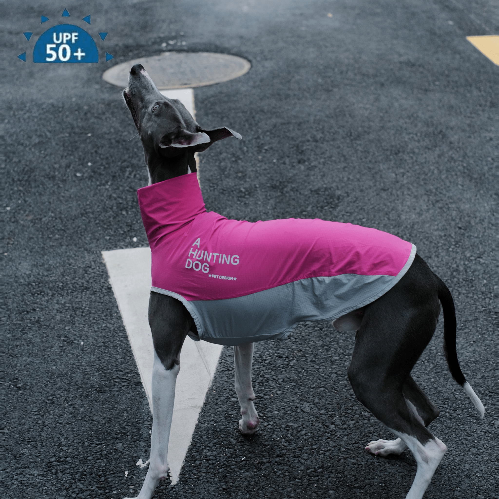 Quick Dry Breathable Italian Greyhound Vest