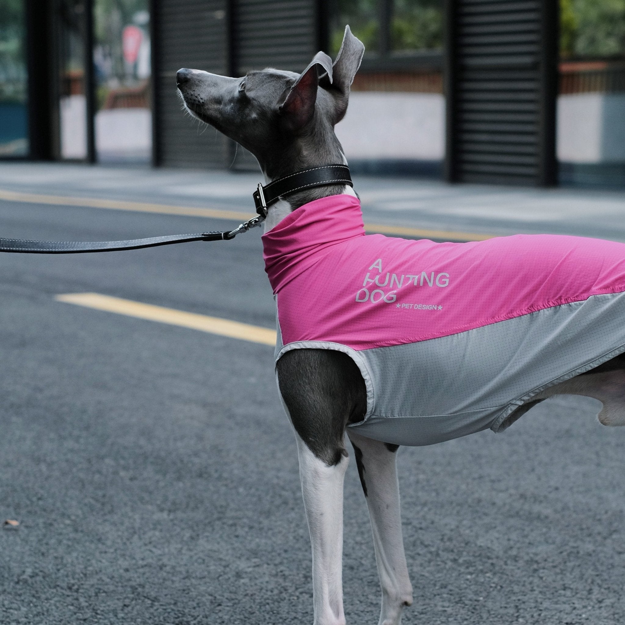 Quick Dry Breathable Italian Greyhound Vest