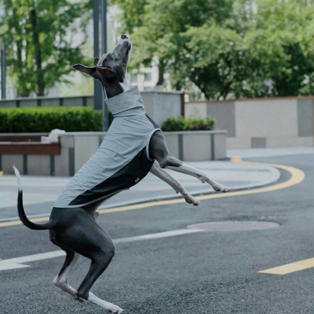 Quick Dry Breathable Italian Greyhound Vest