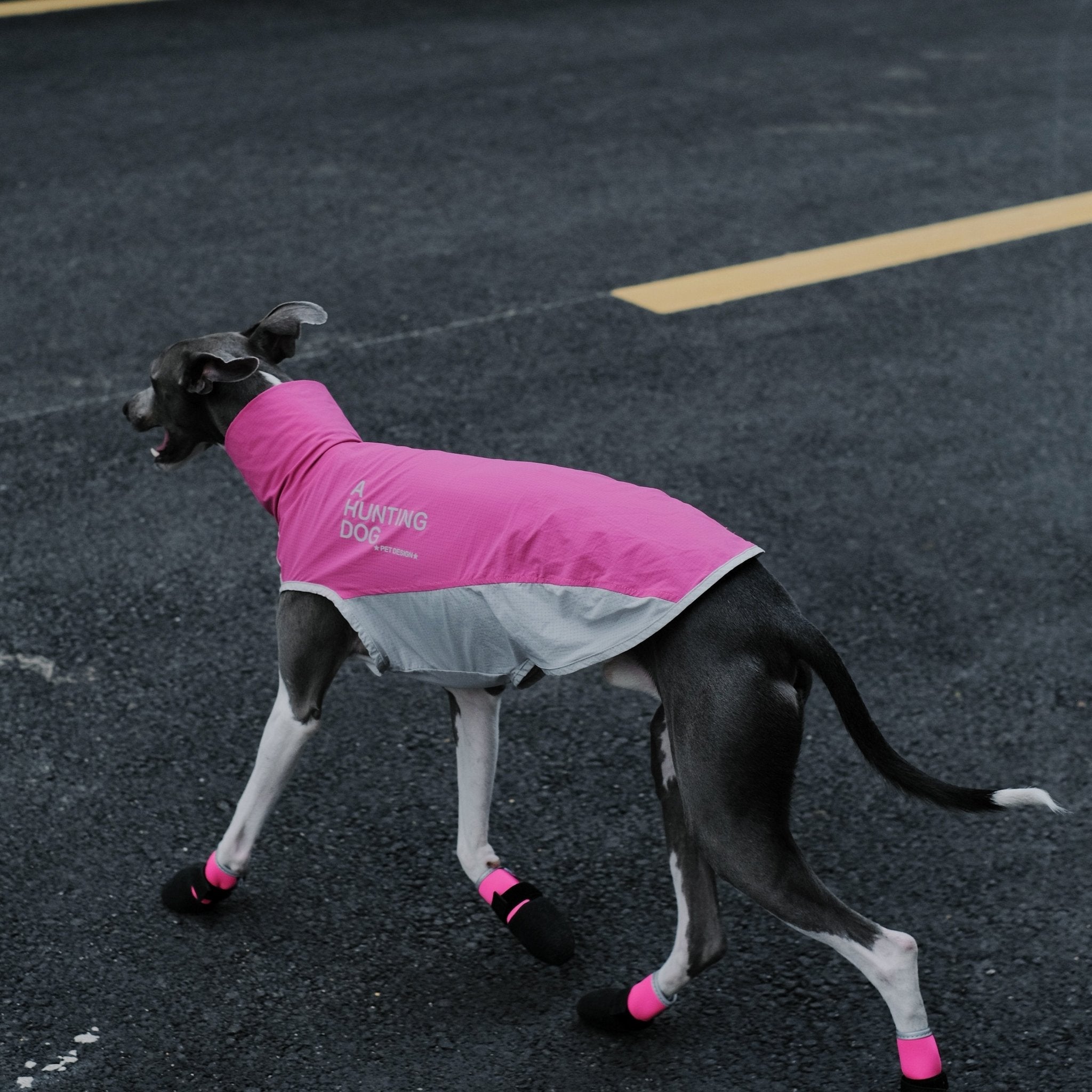 Quick Dry Breathable Italian Greyhound Vest