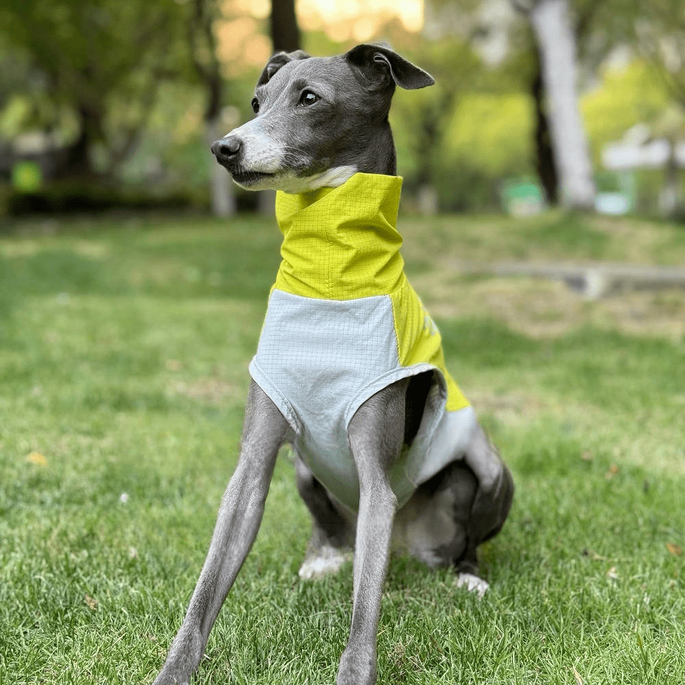 Quick Dry Breathable Italian Greyhound Vest