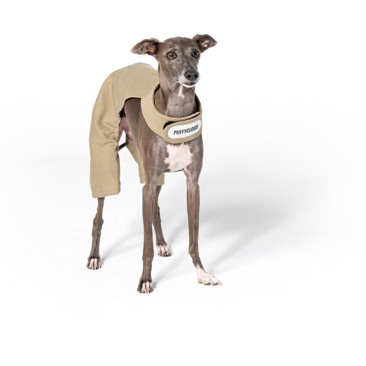 Soft Breathable Cotton Italian Greyhound Dog Pants