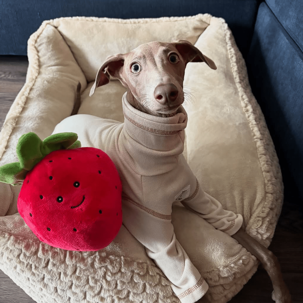 Soft Italian Greyhound Dog Onesies