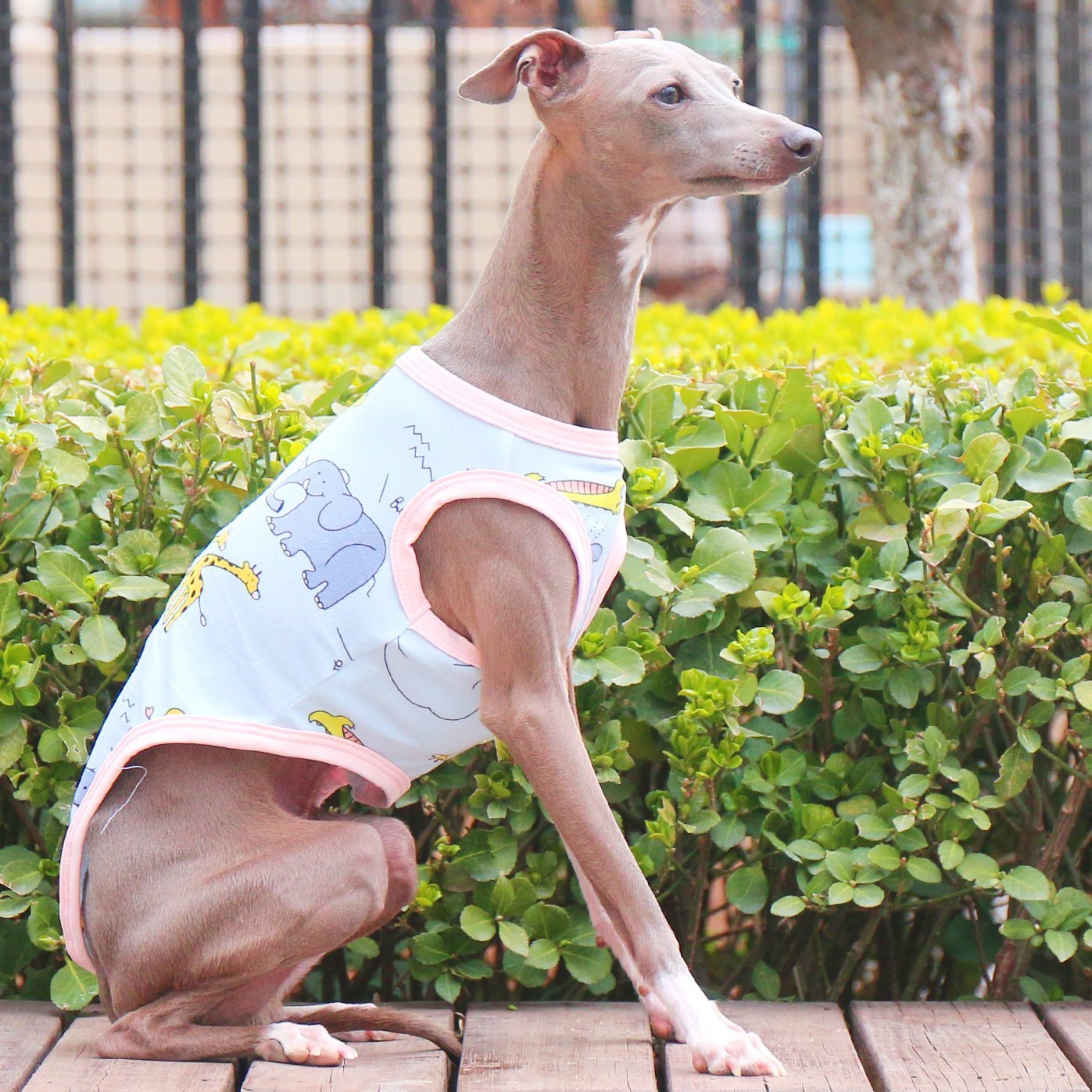 Soft Stretchy Floral Italian Greyhound Vest