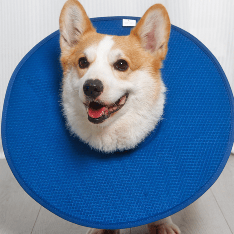 Soft Waterproof Dog Recovery Collar