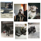 Stylish Sturdy Big Dog Collar