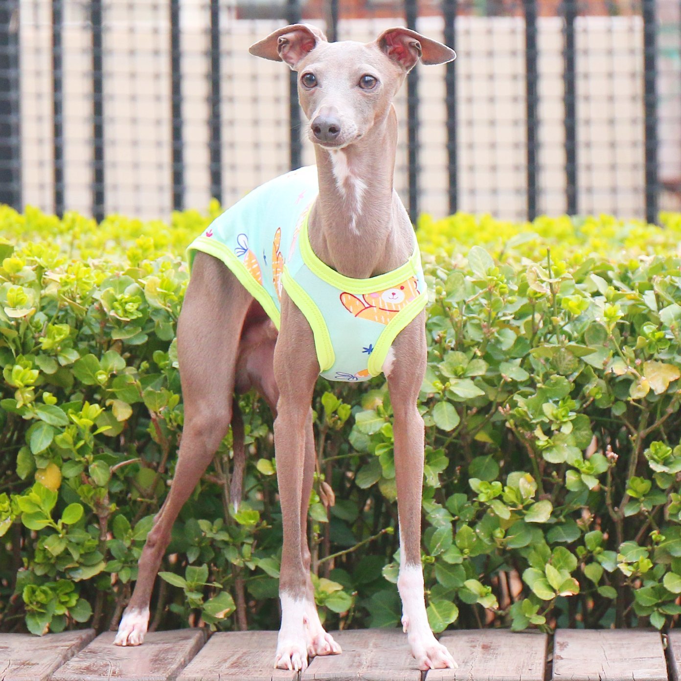 Stretchy Milk Silk Greyhound Tank