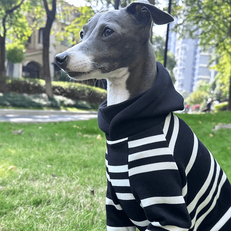 Warm Italian Greyhound Hoodie