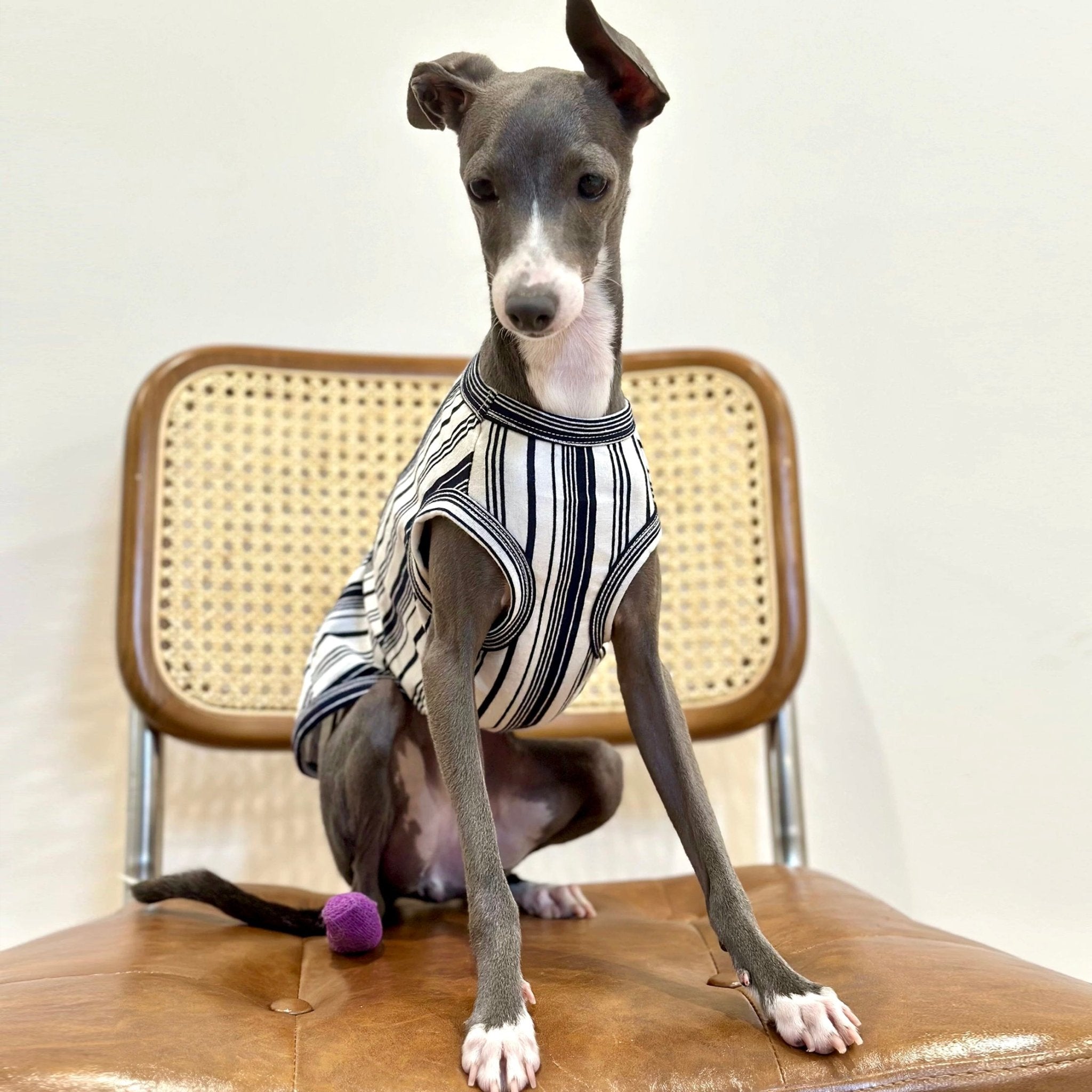 Soft Cotton Italian Greyhound Tank Top