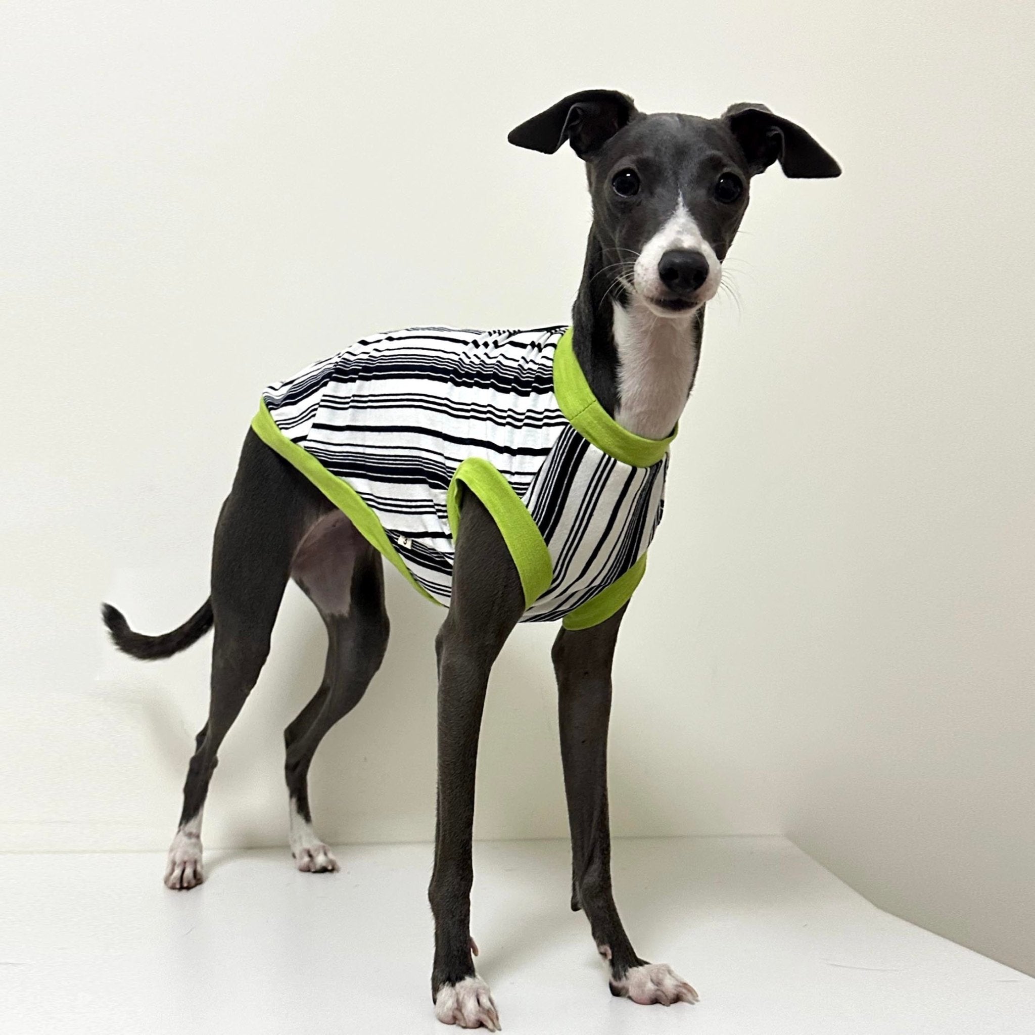 Soft Cotton Italian Greyhound Dog Shirt