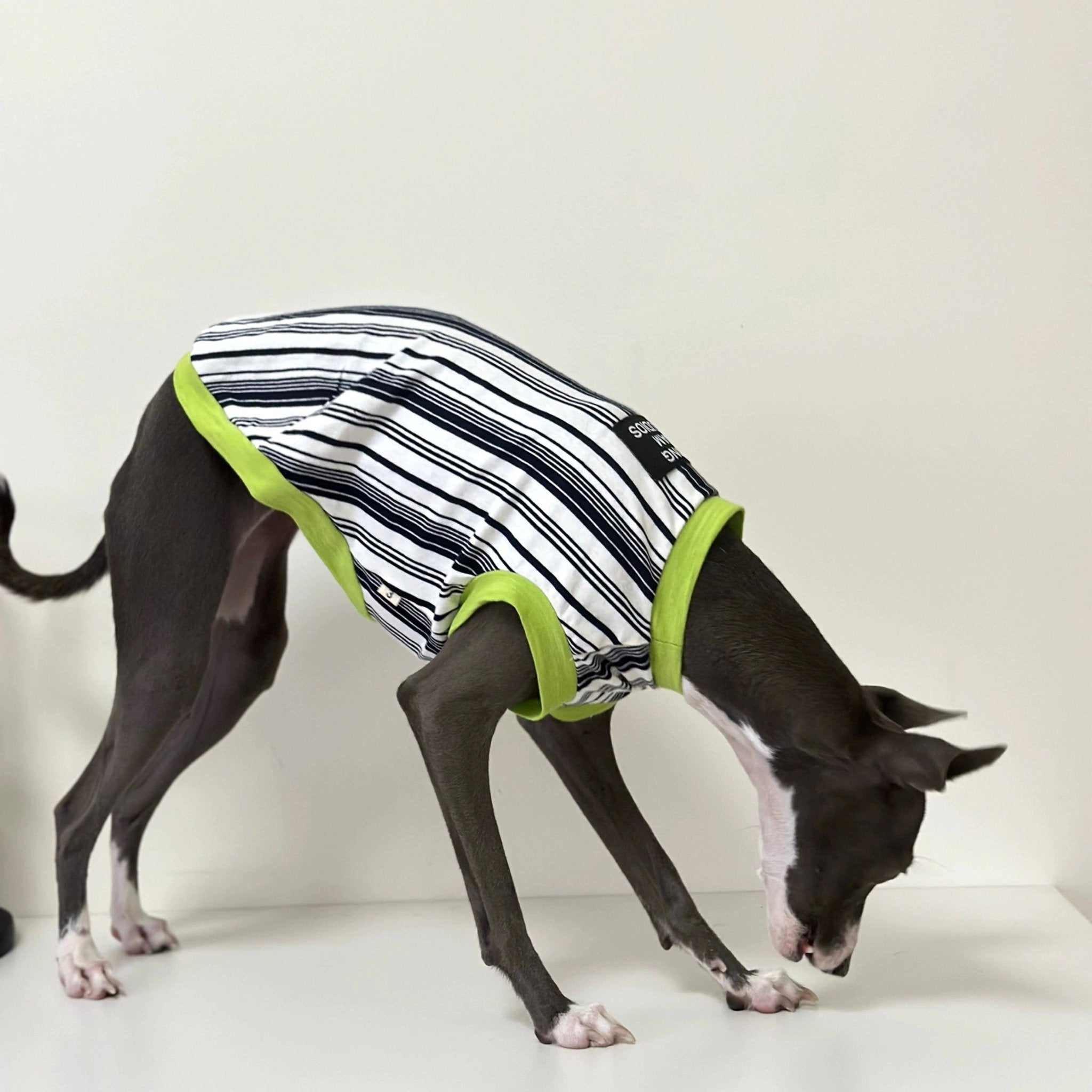 Soft Cotton Italian Greyhound Dog Shirt