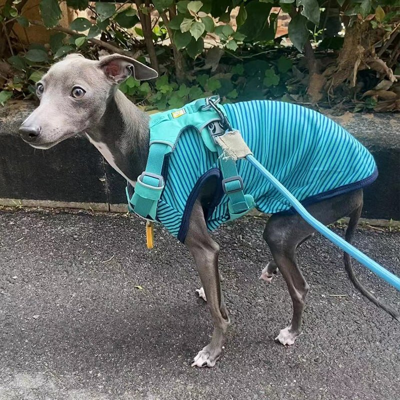 Comfortable Italian Greyhound Tank Top