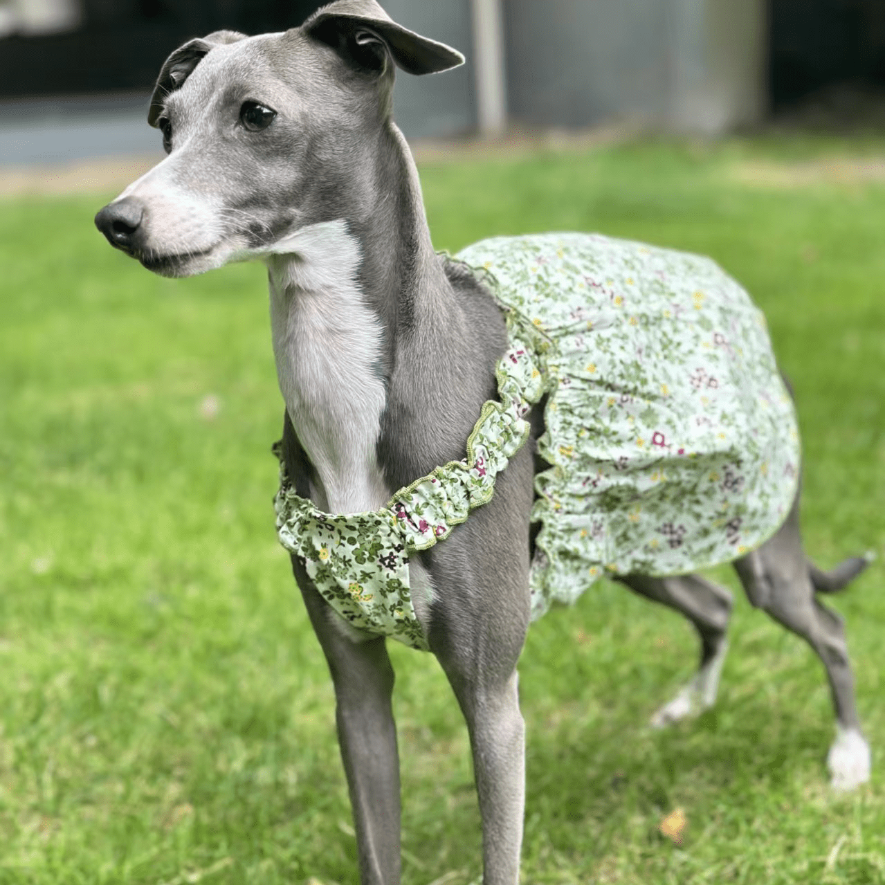 Summer Floral Greyhound Cotton Dress