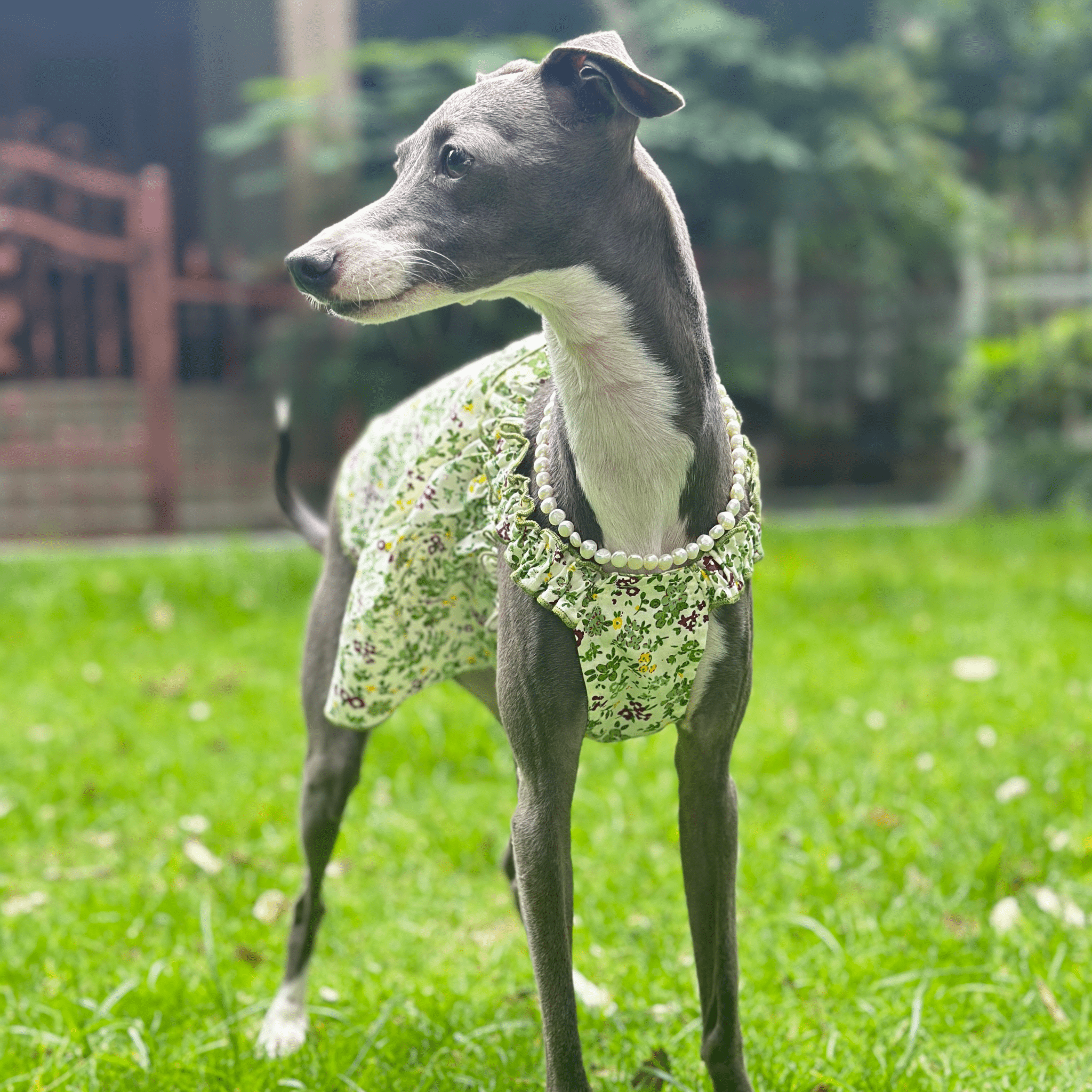Summer Floral Greyhound Cotton Dress