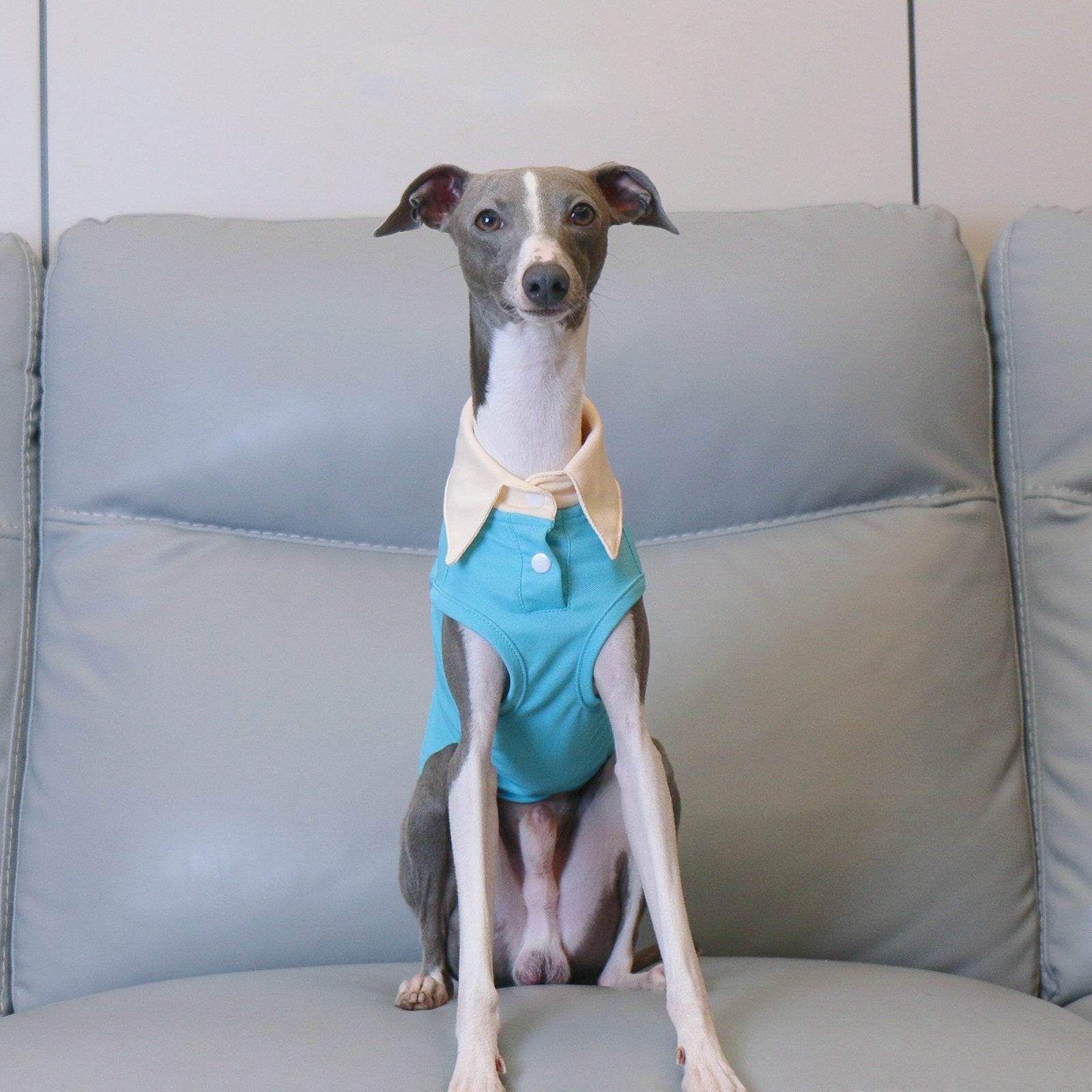 Breathable Summer Italian Greyhound Polo Vest