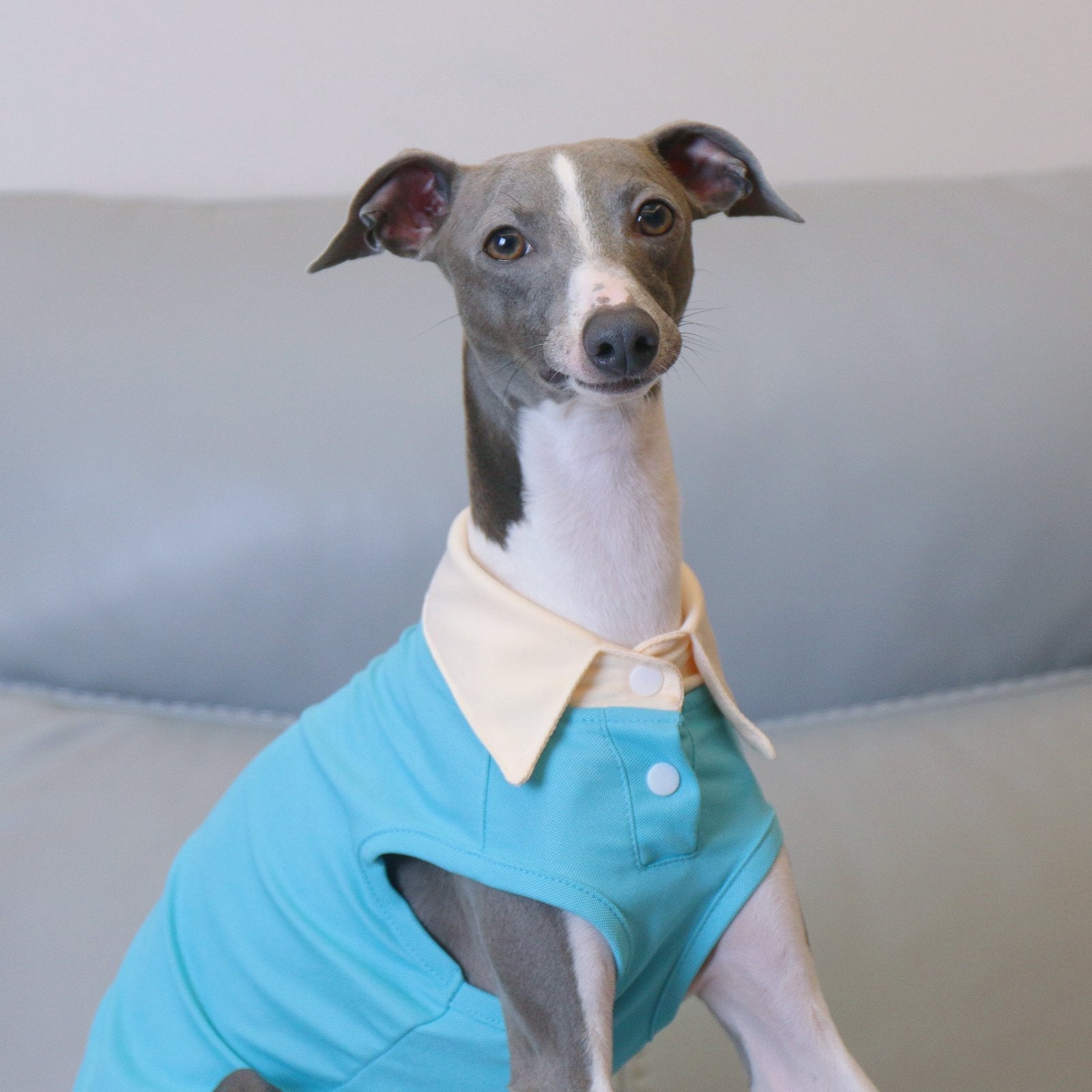 Breathable Summer Italian Greyhound Polo Vest