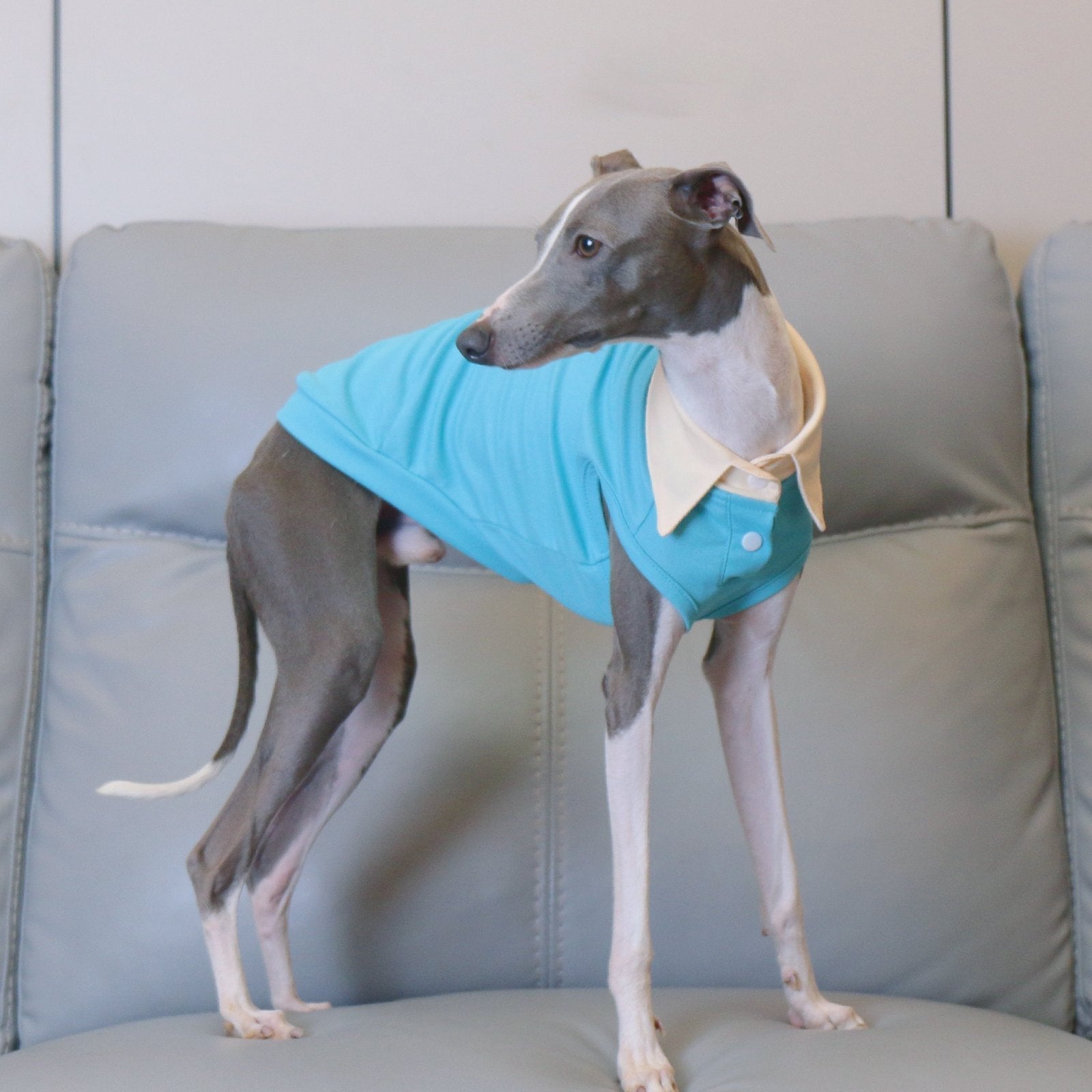 Breathable Summer Italian Greyhound Polo Vest