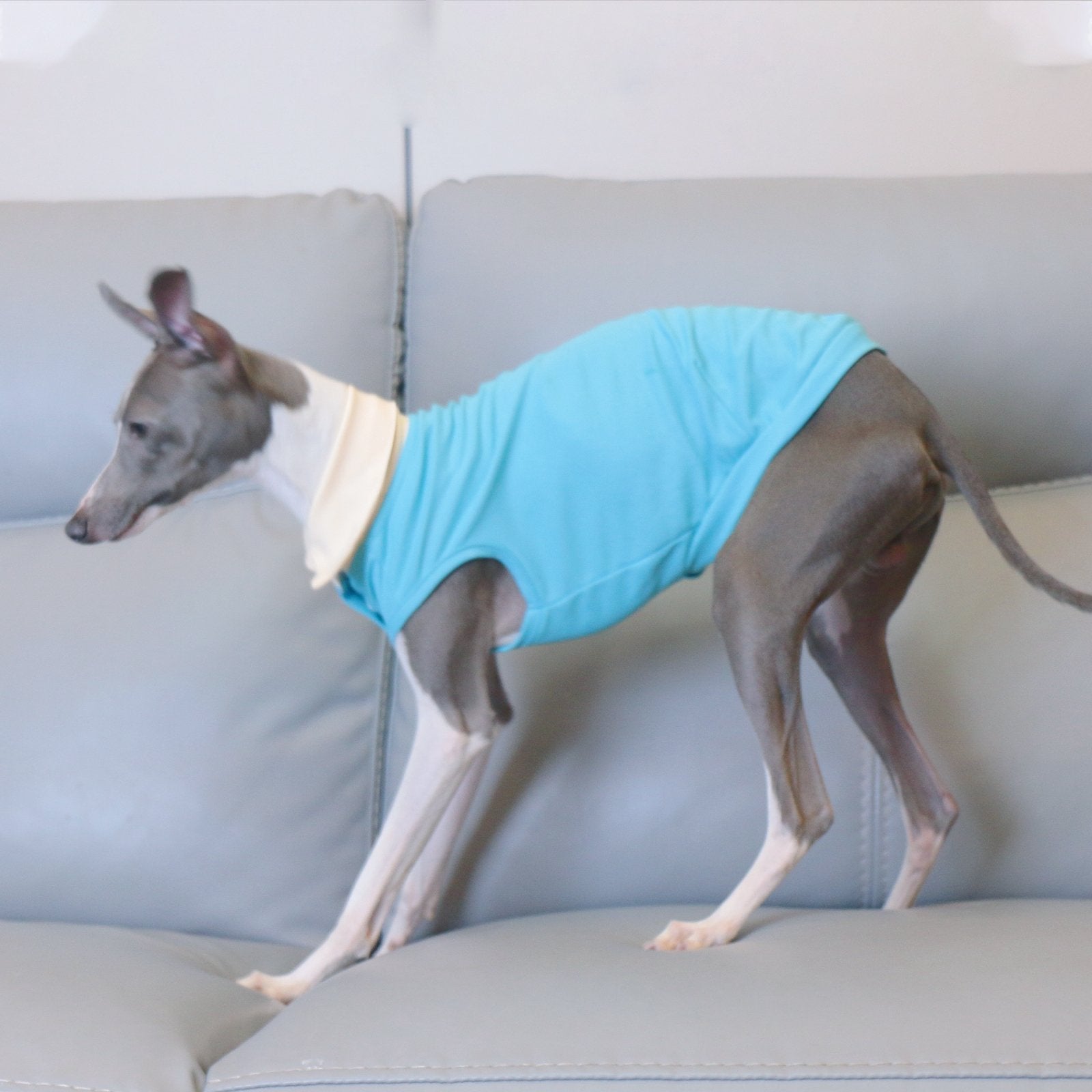 Breathable Summer Italian Greyhound Polo Vest