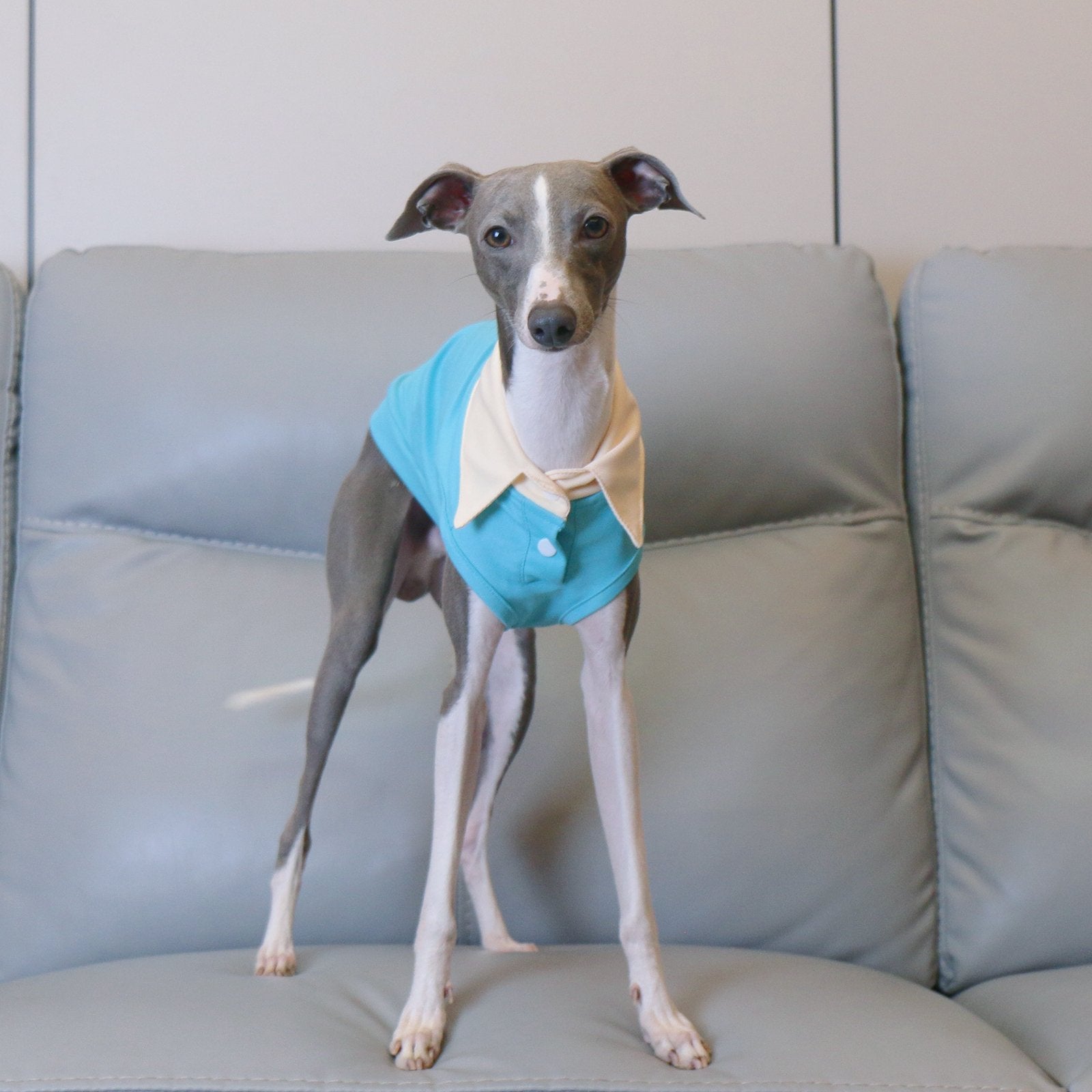Breathable Summer Italian Greyhound Polo Vest