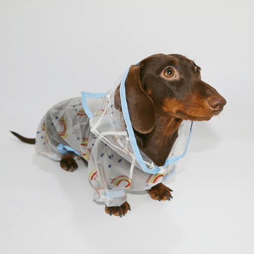 Transparent Waterproof Dachshund Dog Raincoat