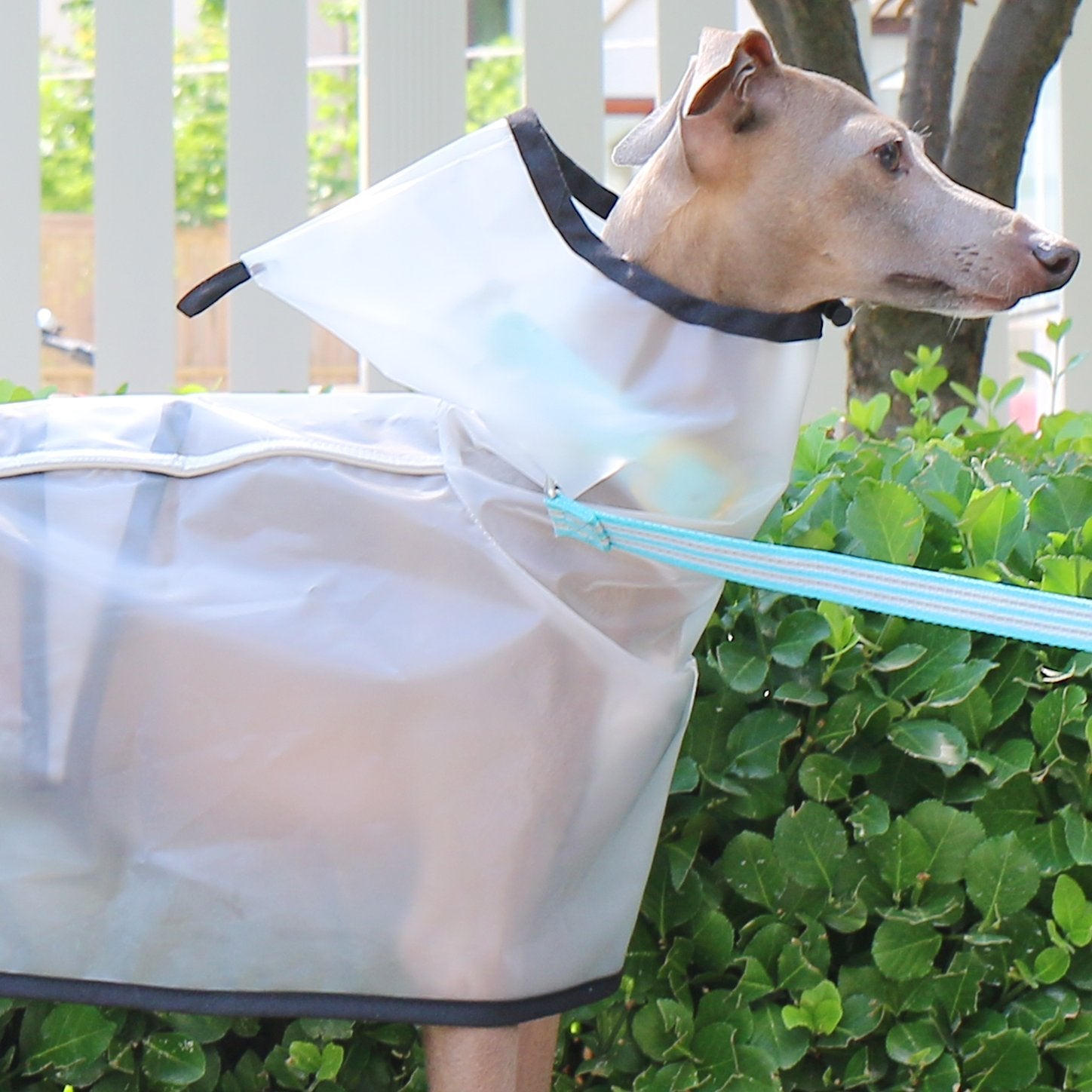 Transparent Waterproof Greyhound Raincoat