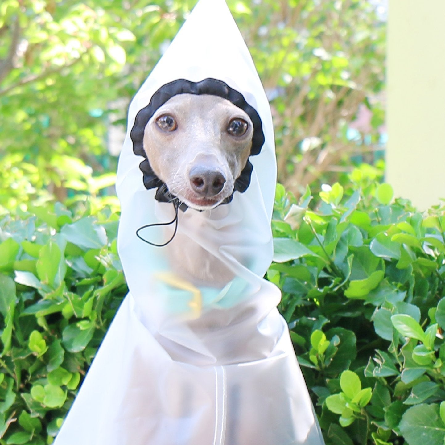 Transparent Waterproof Greyhound Raincoat