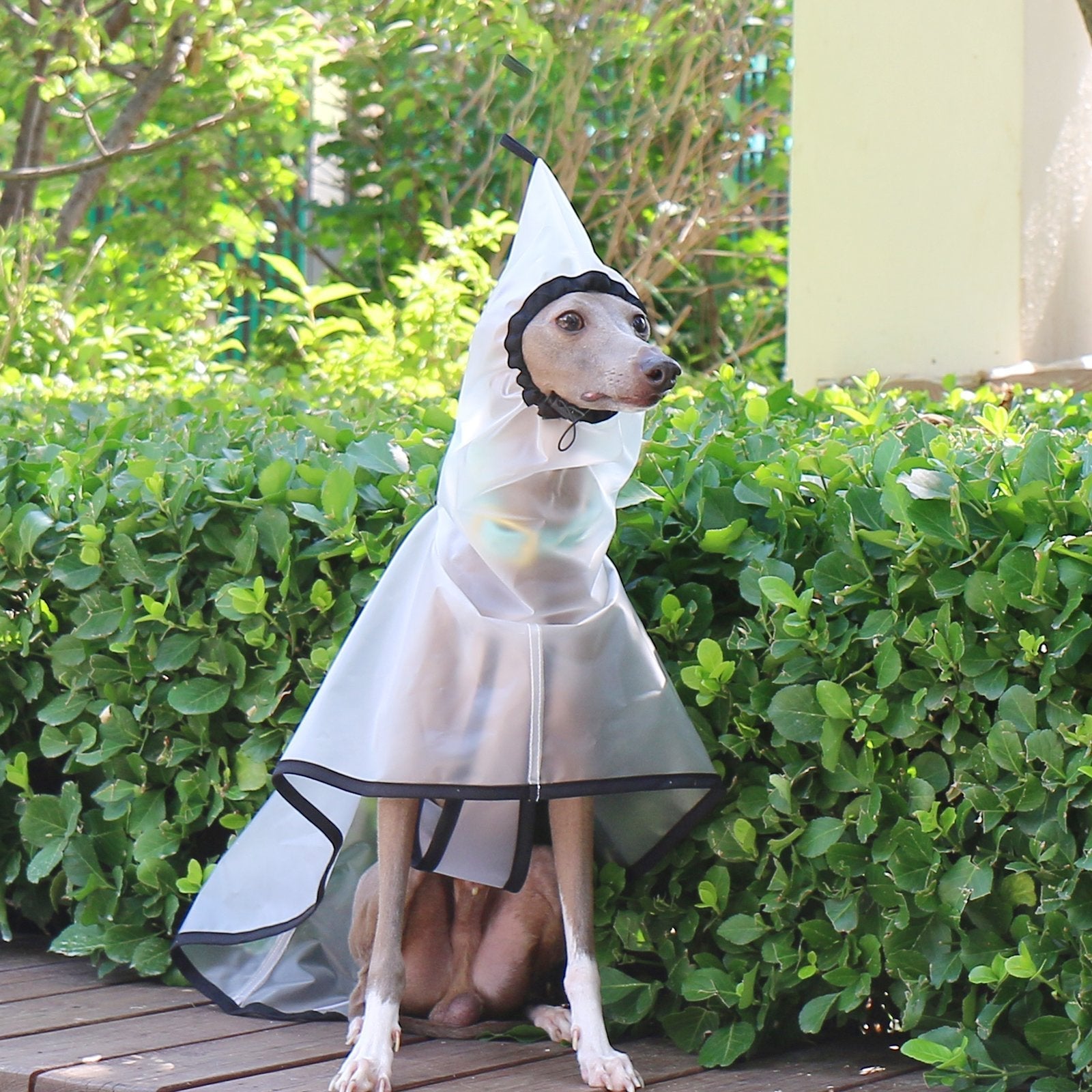 Transparent Waterproof Greyhound Raincoat