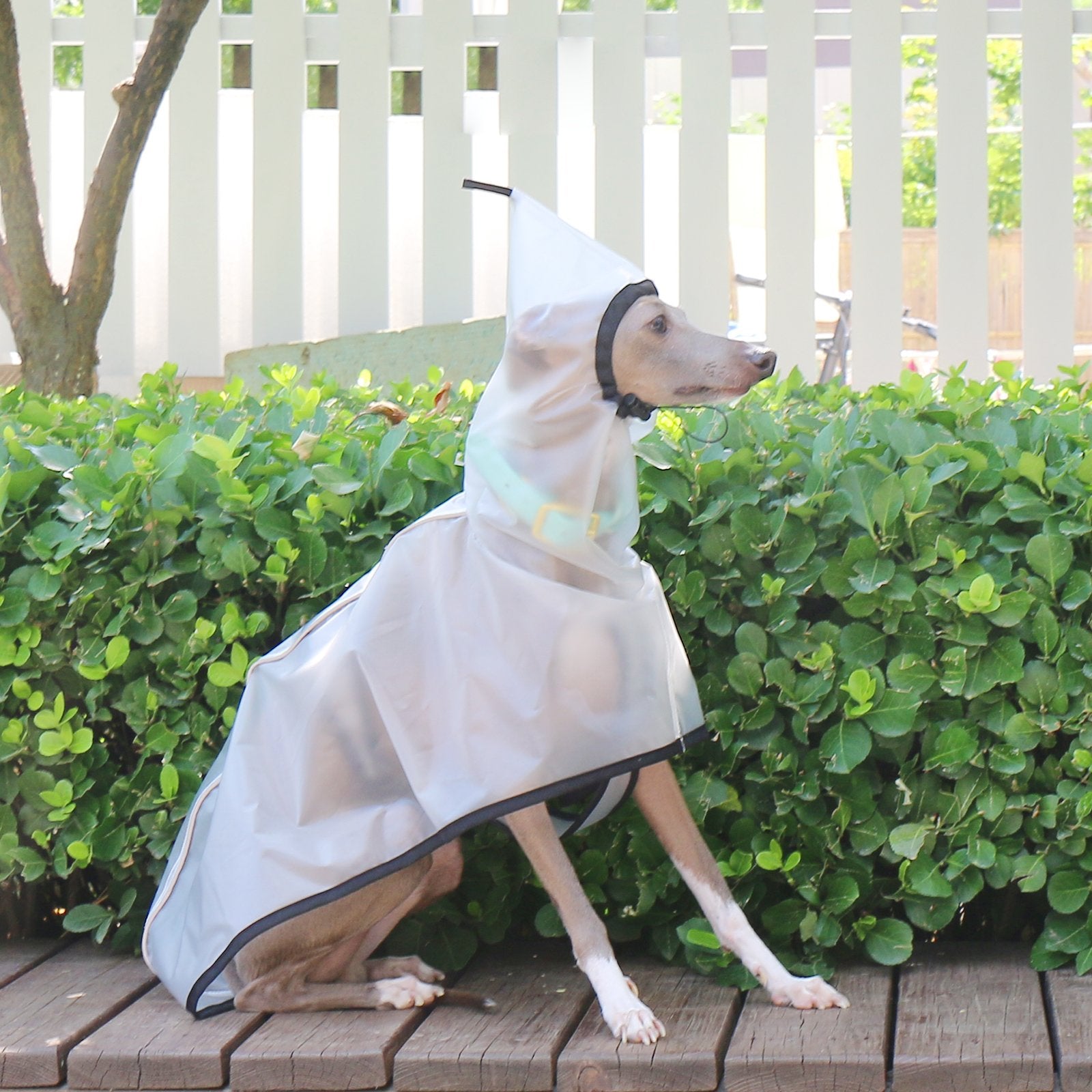 Transparent Waterproof Greyhound Raincoat