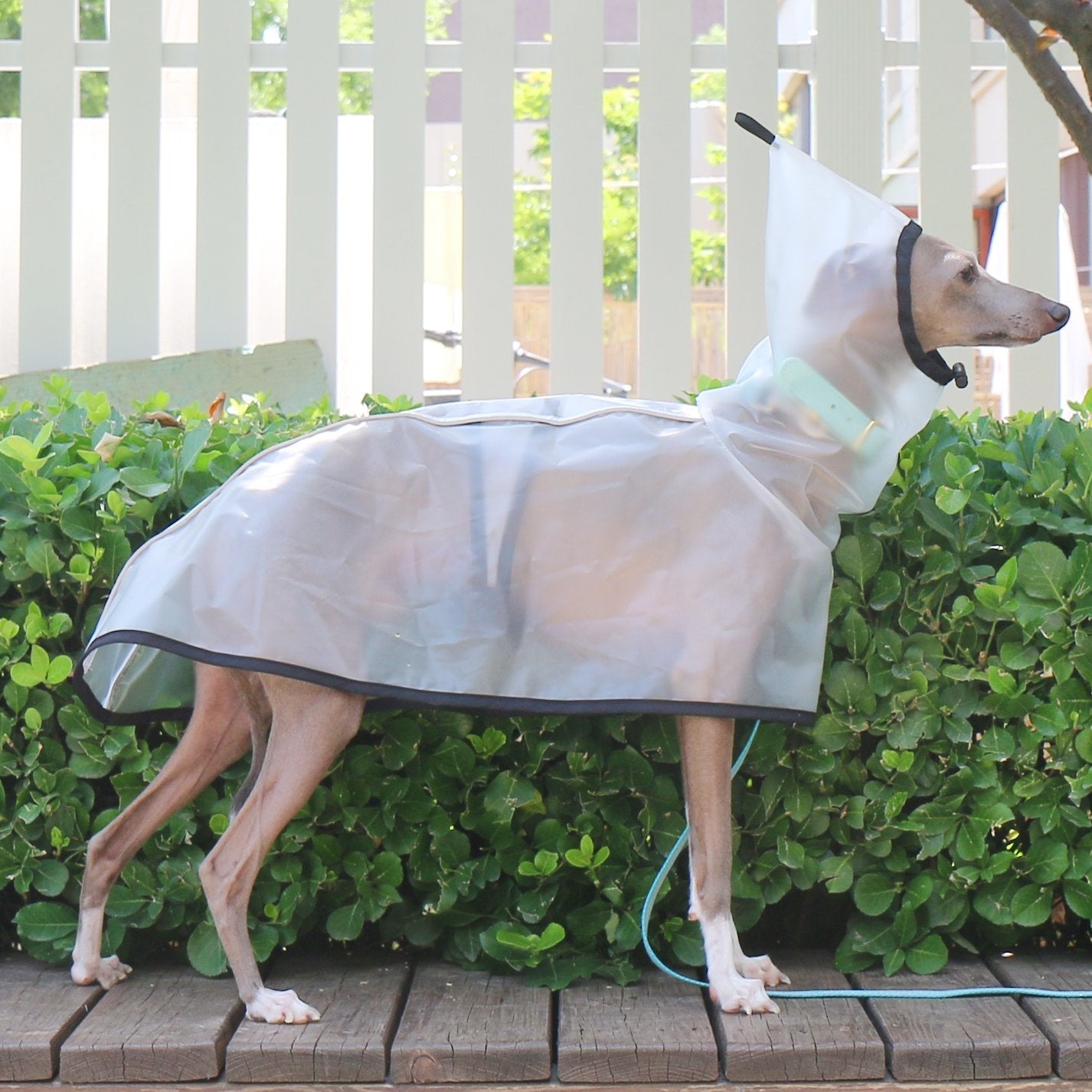 Transparent Waterproof Greyhound Raincoat