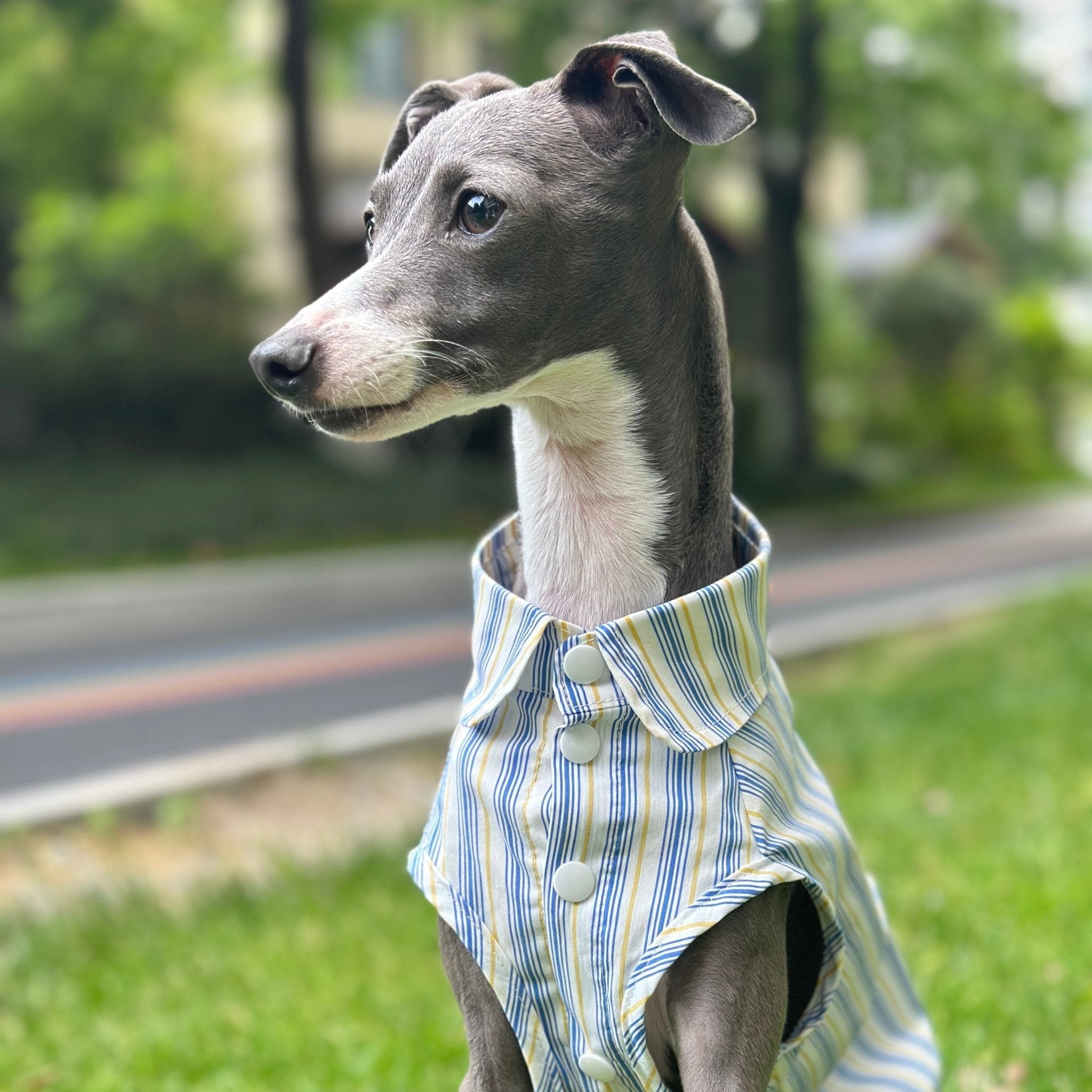 Ultra Light Cooling Italian Greyhound Tank Shirt